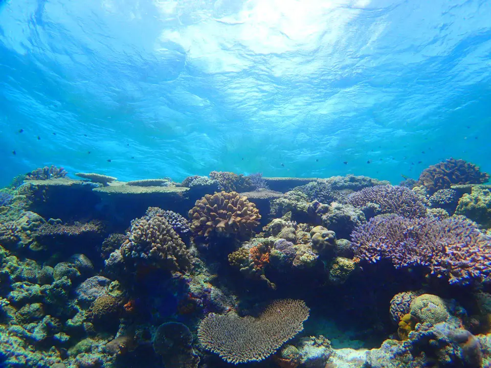 diving_hot_news_back